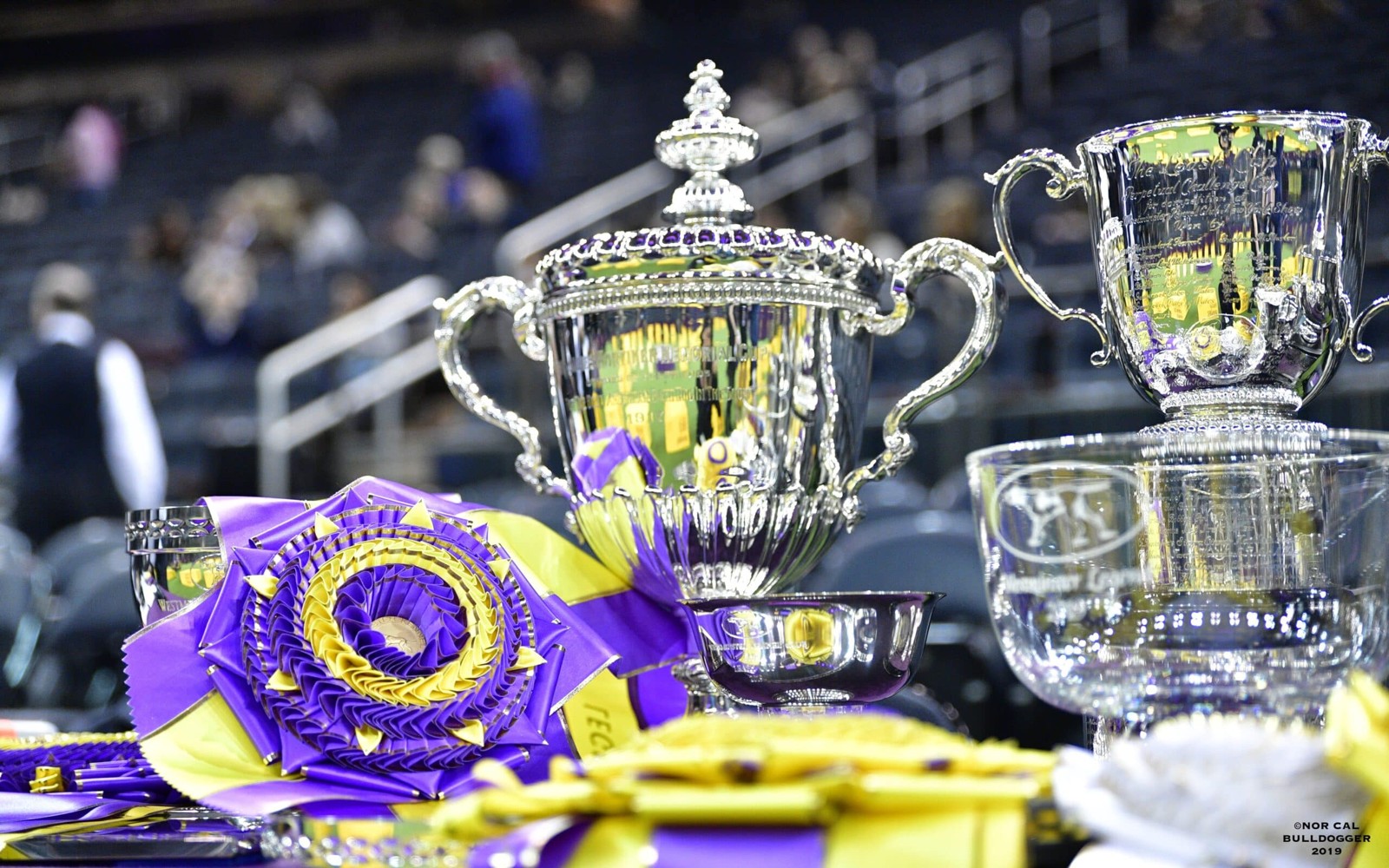 Westminster Kennel Club — Masters Agility Finals — Community event at Jacob K. Javits Convention Center, Manhattan