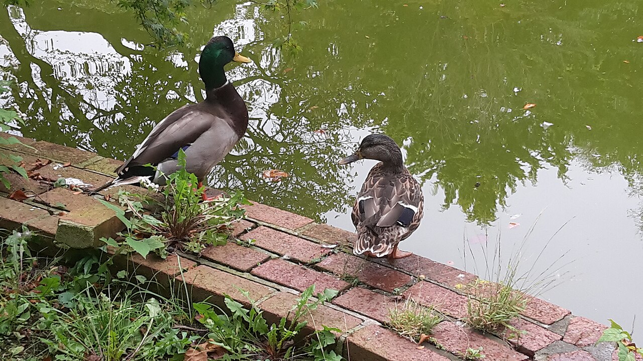 Ducks on the pond at Snug Harbor Cultural Center and Botanical Garden on Staten Island