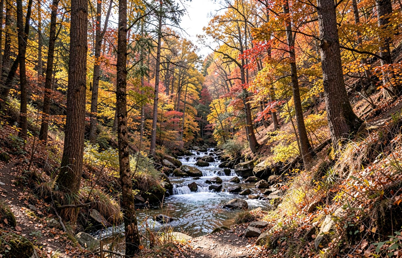 Old-growth forest trail with autumn colour and a small river in the Bronx